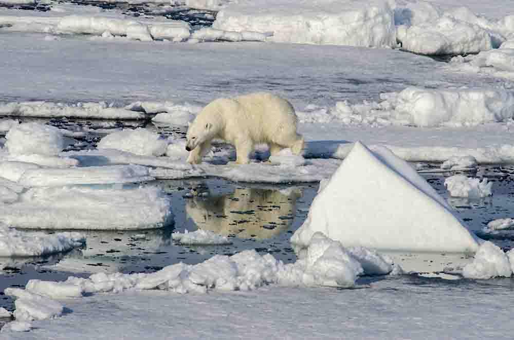 32 - Oso Polar - islas Svalbard - Noruega